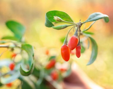 Olgun goji meyveleri Bush