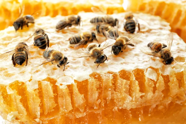 Abejas en panal, de cerca — Foto de Stock