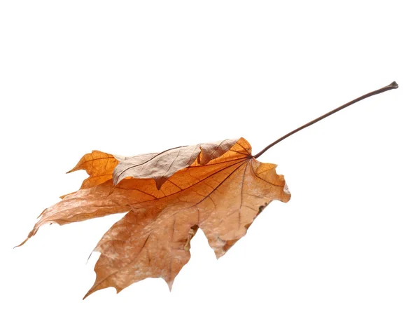 Beautiful autumn leaf — Stock Photo, Image