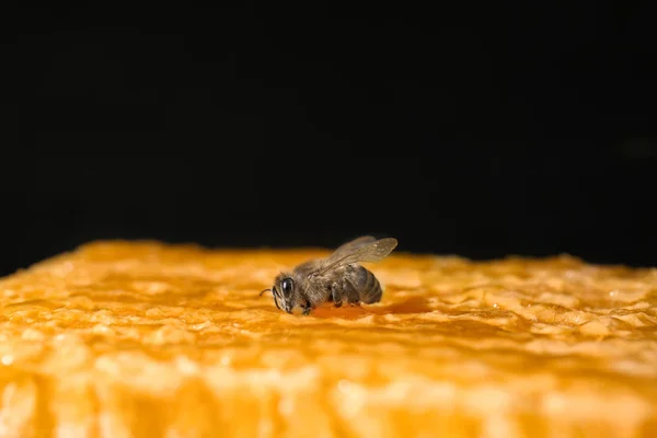 背景にハニカム上の蜂 — ストック写真