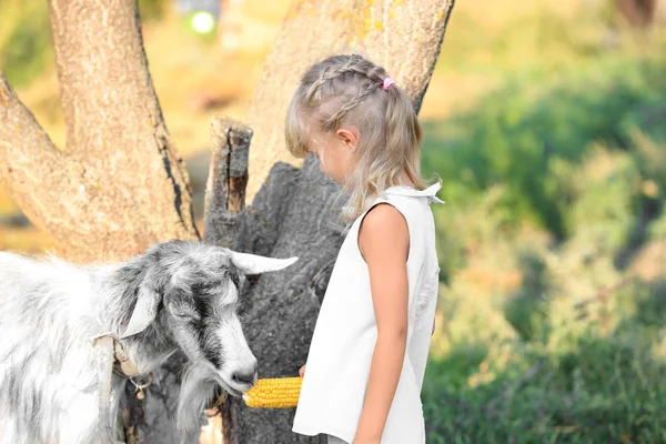 Little girl feeding goat with corn cob on farm — Stock Photo, Image