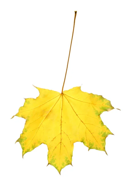 Vackra höst löv — Stockfoto