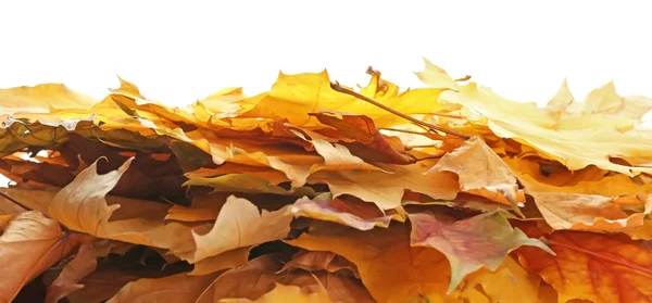Montón de hermosas hojas de otoño — Foto de Stock