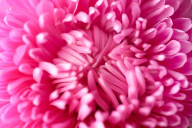 güzel Kasımpatı çiçeği