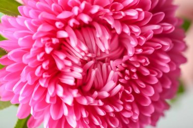 güzel Kasımpatı çiçeği