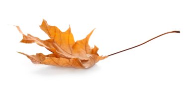 güzel sonbahar yaprak 