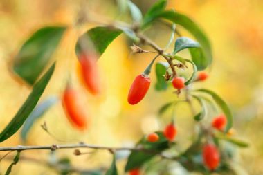 Olgun goji meyveleri Bush