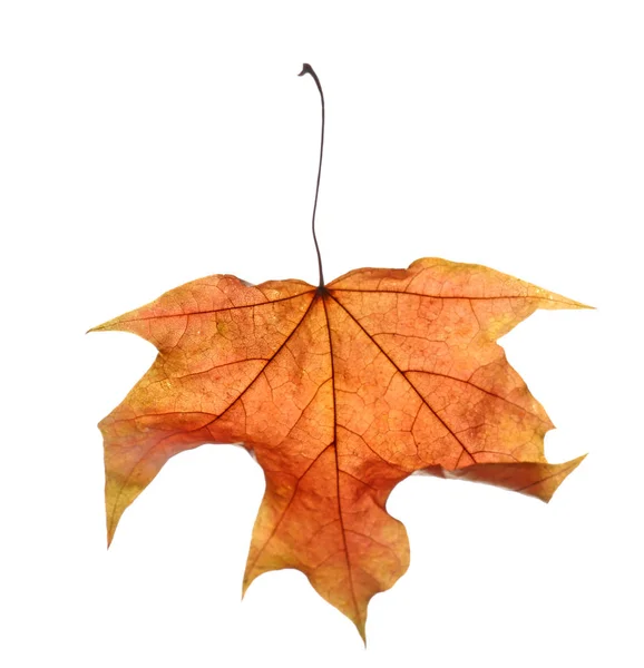 Piękny liść jesieni — Zdjęcie stockowe