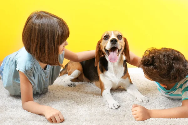 Enfants mignons avec chien couché sur le tapis près du mur de couleur — Photo
