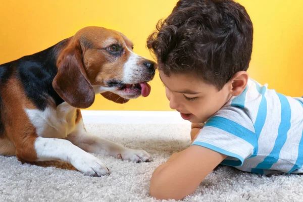 Söt pojke med hund nära färg vägg — Stockfoto