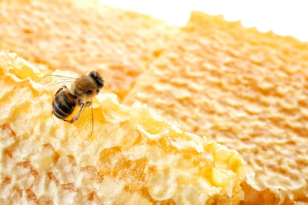 Bijen op de honingraat, close-up — Stockfoto