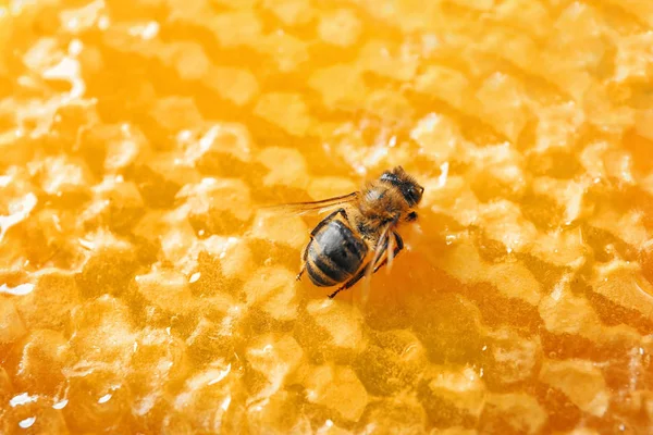 Bijen op de honingraat, close-up — Stockfoto