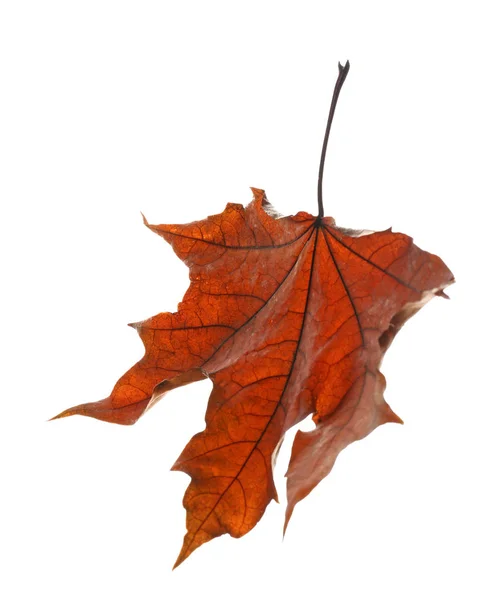 Beautiful autumn leaf — Stock Photo, Image