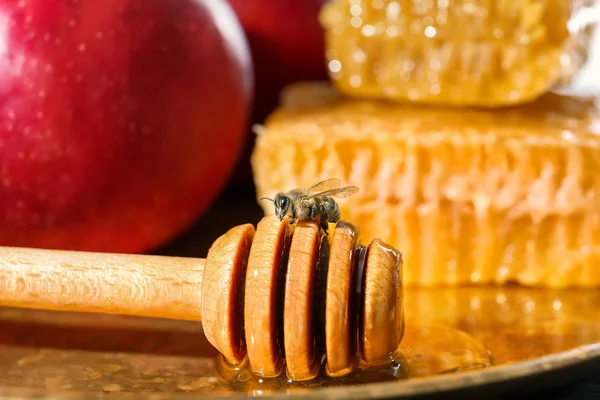 Honing Beer met bee — Stockfoto