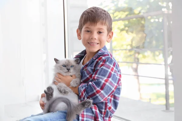 ふわふわ猫の小さな男の子 — ストック写真