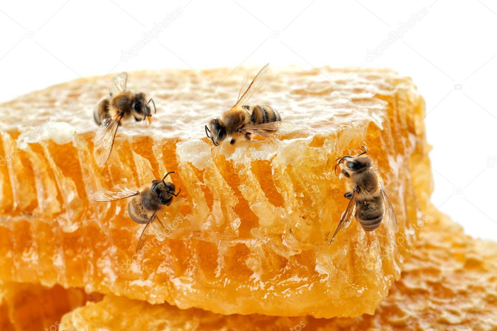 Honeycomb with bees on  background