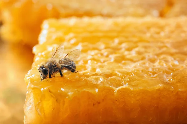 Bee on honeycomb, close up — Stock Photo, Image