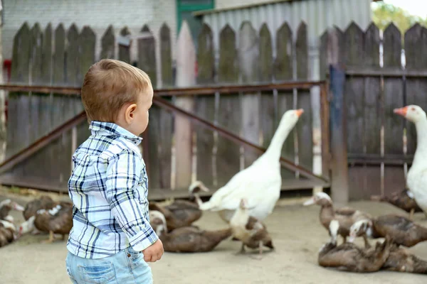 Lindo niño en corral — Foto de Stock