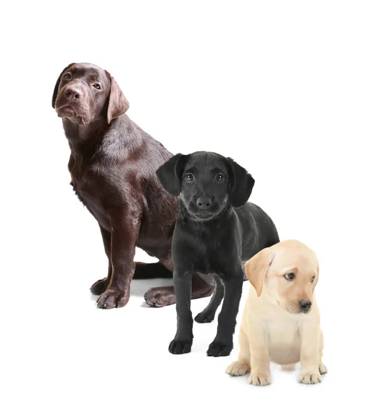 Cute Labrador Retriever dogs — Stock Photo, Image