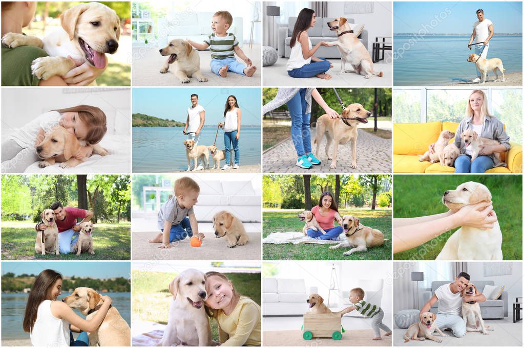 Collage with people and cute Labrador Retriever dogs