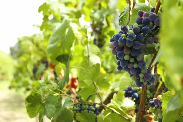 Uvas maduras en el jardín — Foto de Stock