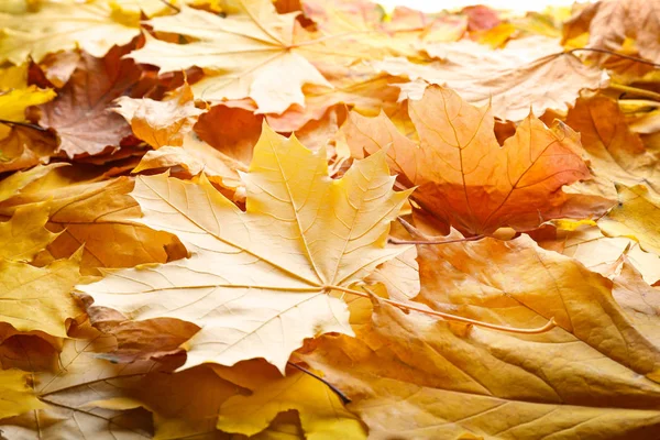 Beautiful colorful autumn leaves — Stock Photo, Image