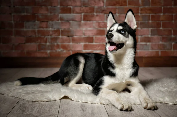 Cute husky puppy — Stock Photo, Image