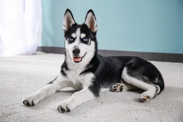 Carino husky cucciolo — Foto Stock