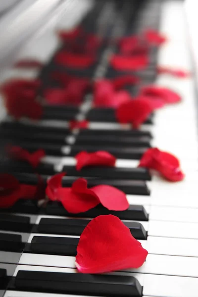 Pétalos de rosa en las teclas de piano —  Fotos de Stock