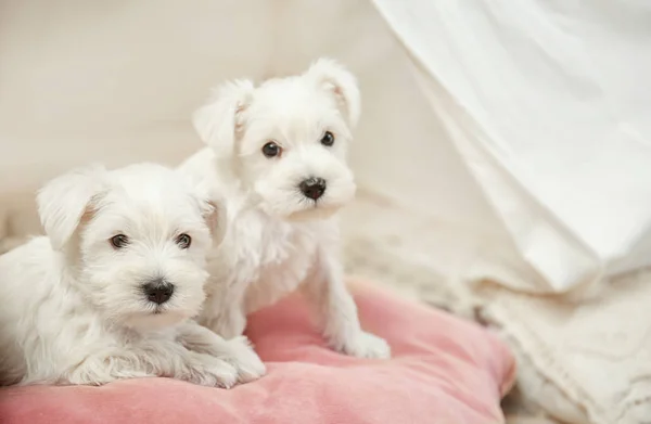 Lindos cachorros en casa — Foto de Stock