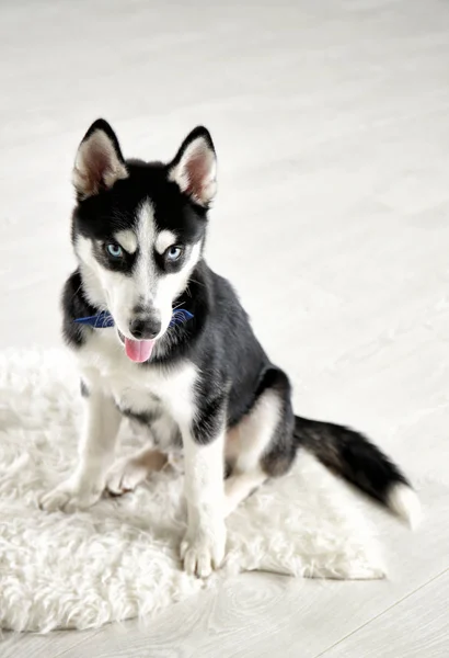 Cute husky puppy — Stock Photo, Image