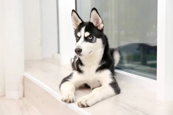 自宅のかわいいハスキー子犬 — ストック写真