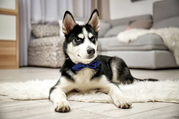 Sevimli husky köpek — Stok fotoğraf