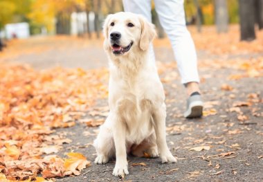 Sevimli köpek park yolu üzerinde oturan
