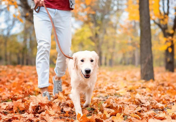 Hombre paseando perro en parque — Foto de Stock