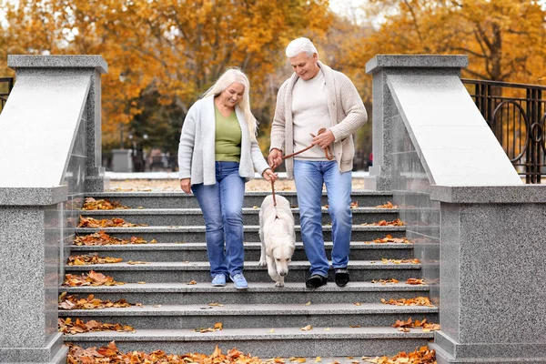 成熟夫妇与狗在公园 — 图库照片
