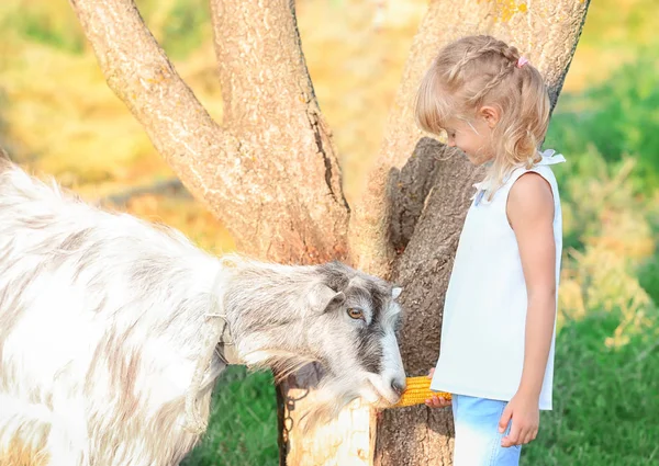 Gadis kecil memberi makan kambing — Stok Foto