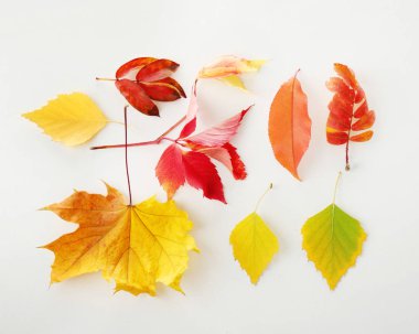 sonbahar yaprakları ile kompozisyon 