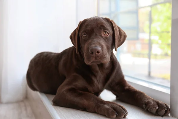 Suklaa labrador noutaja ikkunalaudalla — kuvapankkivalokuva