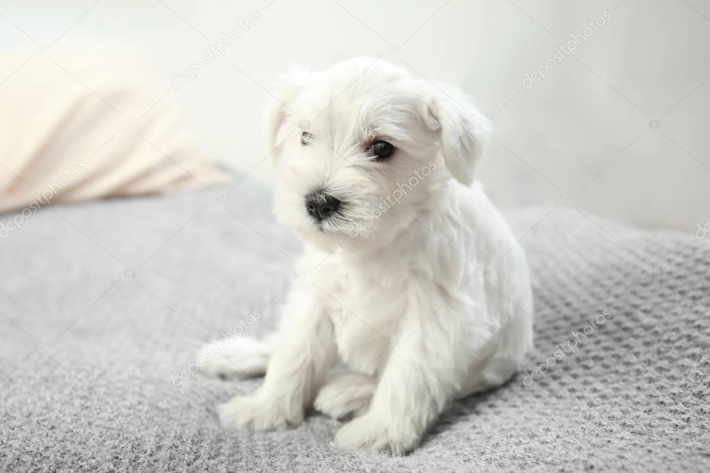 Cute puppy on bed at home, indoors