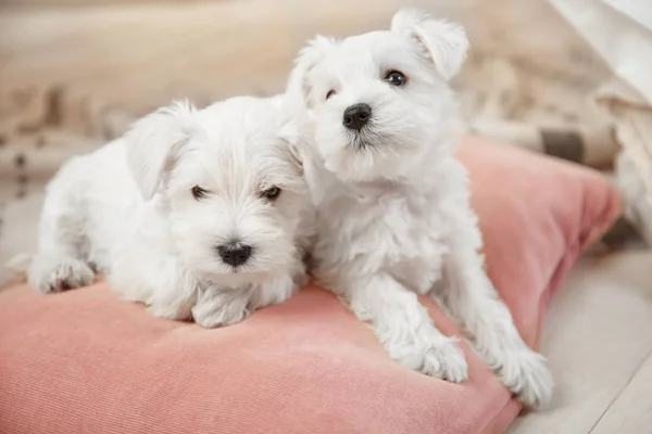 Cute puppies at home — Stock Photo, Image