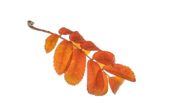 Lindas folhas de outono no fundo branco — Fotografia de Stock