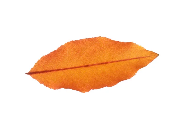 Hermosa hoja de otoño — Foto de Stock