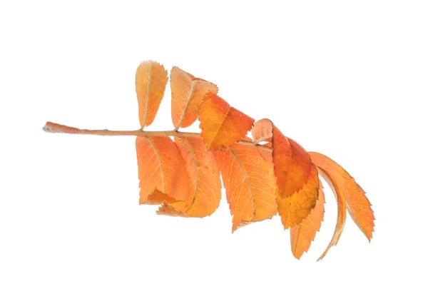 Beautiful autumn leaves on white background — Stock Photo, Image