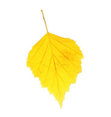 güzel sonbahar yaprak 