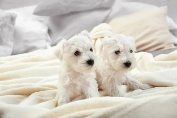 Lindos cachorros en la cama en casa — Foto de Stock