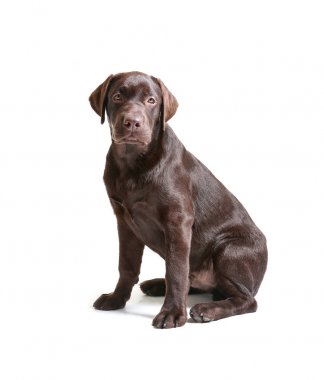 Beyaz zemin üzerine çikolata labrador geri almak