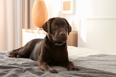 Evde yatakta çikolata labrador geri almak