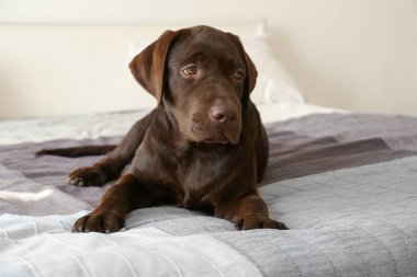 Evde yatakta çikolata labrador geri almak