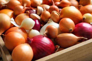 Farklı soğan, closeup ile tepsi